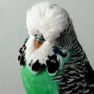 حميد 