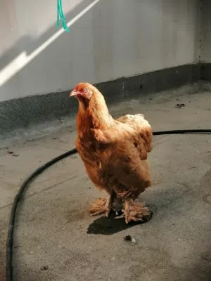 للبيع دجاج برهاما كولدن