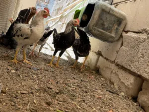 دجاج عرب سعر التك 15