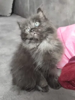 مطلوب زوج قطط ذكر وانتاي حلوين