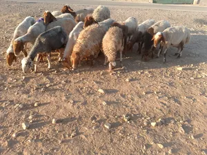 ‏غنم‏4