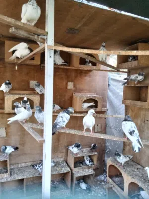 pigeons many variety available 100+ quantity