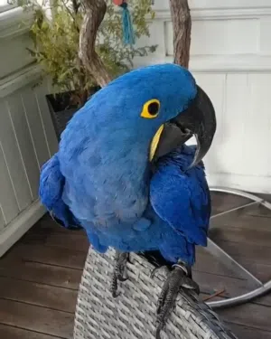 Blue Macaw Parrots