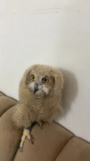 بومه العمر شهرين متعلم واليف