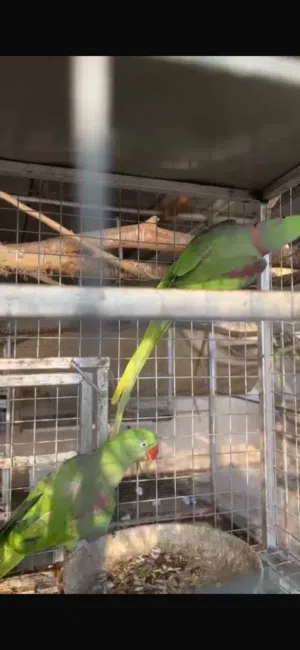 زوج ببغاء نيبالي جاهز للانتاج