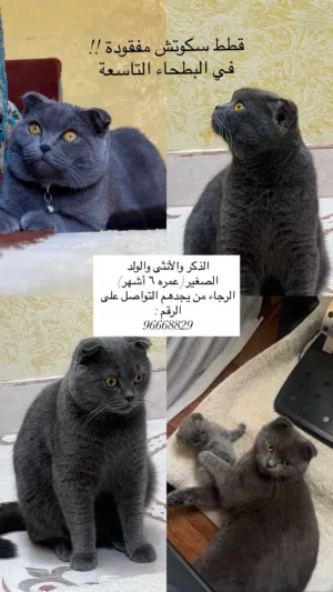 قطط مفقودة مقابل صناعية السويق