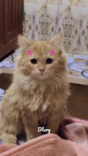 هملايا وشيرازي