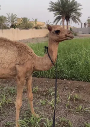 بكرة مزاين باطنية، ابوها ود الخوارة بعير السعدي  ومها مصيحة
