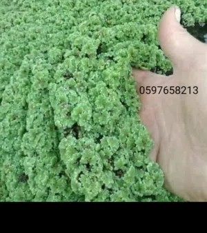 نبات الأزولا