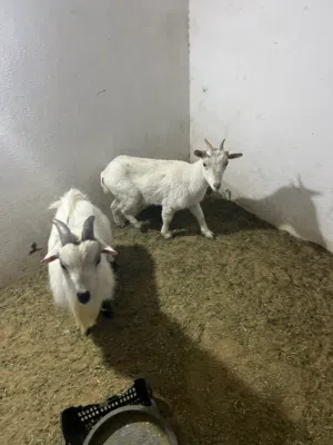 جدي كردي ومعز حاجه صح