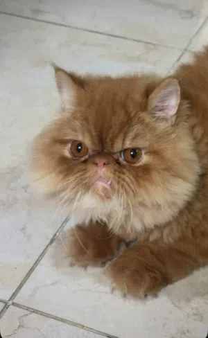 Cat For Adoption