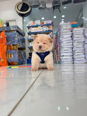 Chow Chow Puppy For Sale
