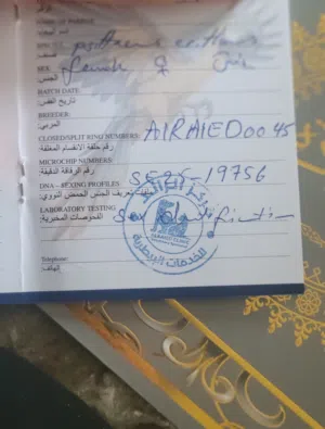 كوبيا ببغاء
