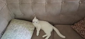 ‏أخرى‏2