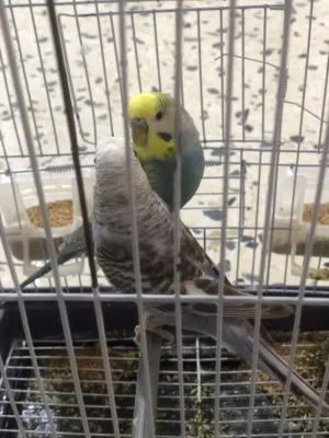 كوبية دكر رينبو انتي انجليزية