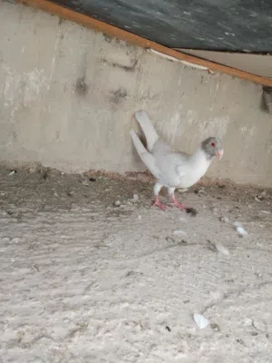 فرخ مسود قراقطه للبيع