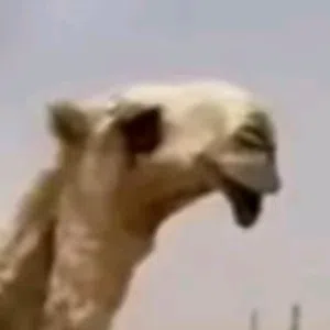ابوعلي