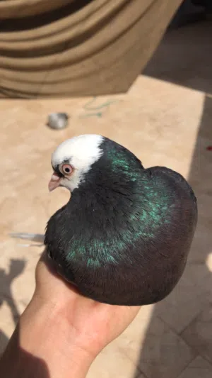 قلاب دكر ربي يبارك