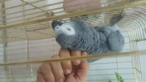 ‏ببغاء‏4