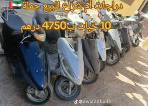 ام شراع للبيع جمله 10 حبات موجودة راس الخيمة