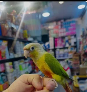 مطلوب ببغاء أليف موجود في اربد ويكون بسعر طري وما بعض.