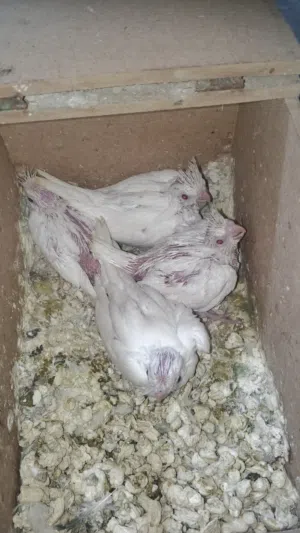 لعشاق الزق اليدوي اربع فراخ ككتيل البينو عين حمرا صحه ونظافة صلاة النبي عليهم للبيع الاربعه ب70 د.