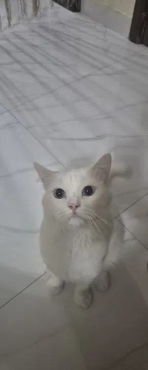 the cat is male and vaccinated