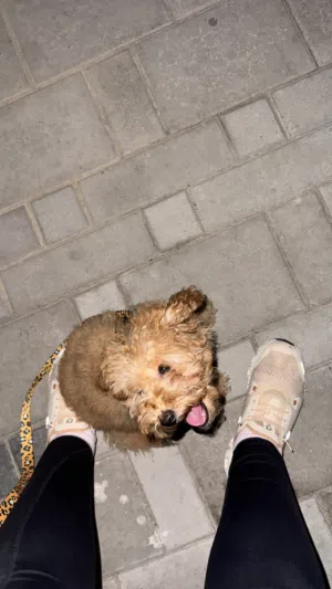 Male Toy poddle 7 months for sale