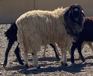 للبيع كبش مال دار