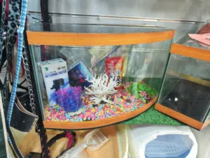 حوض سمك مجهز بالكامل كل اللي عليك انك تعبي مي وتحط سمكاتك المقاسات داخل الإعلان