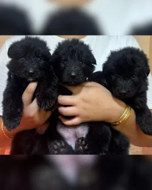 German shepherd black جيرمن شيبرد بلاك