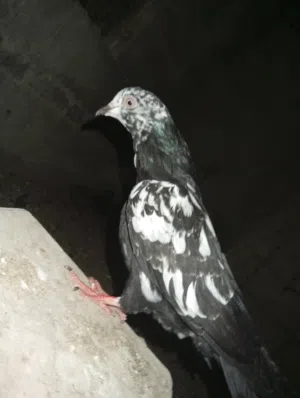 طير حمام باكستاني مرقع