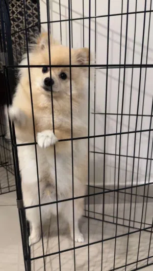 كلب من فصيلة بومرينيان