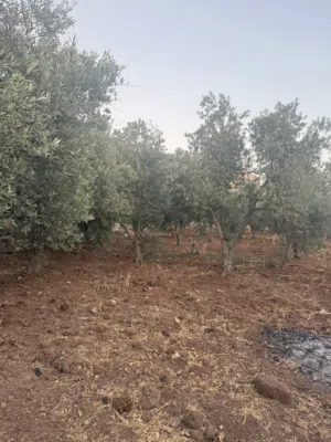 شجر زيتون للبيع