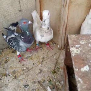 جوز نخب شغلات ماكنه
