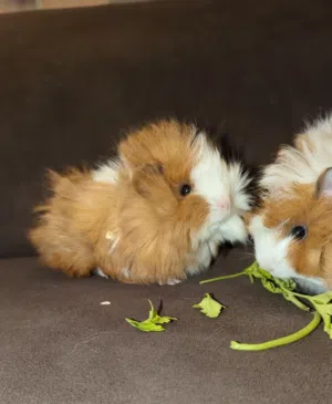 ارنب هندي ، ارانب هندية ، guinea pig.