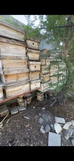 صناديق نحل للبيع احجام مختلفه حط سعرك وشل