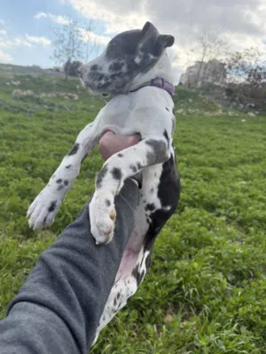 جريت دان مستوى بجنن