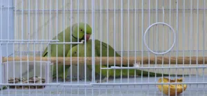 indian parrot