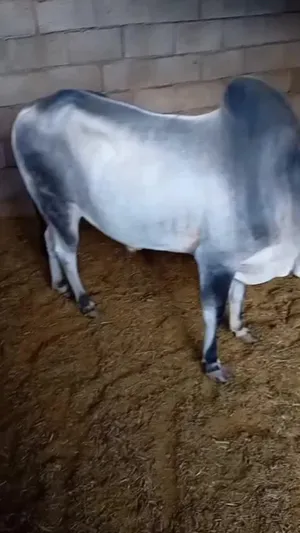 ‏أبقار‏0