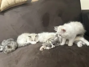 5 قطط شيرازي