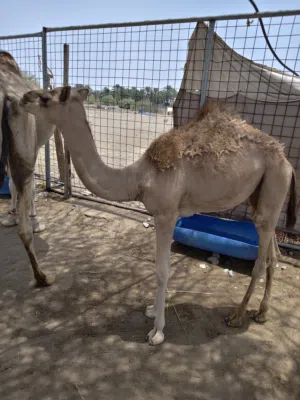 بكره طيبه .