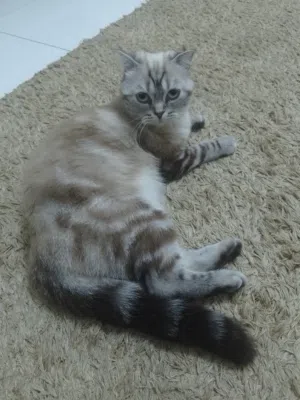 قطط شعرنيه كبيره