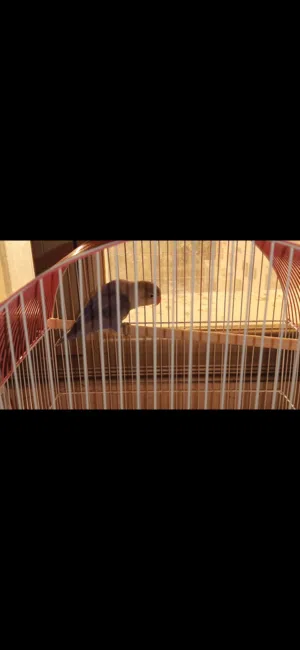 طير love bird( فيشر) بلون مميز