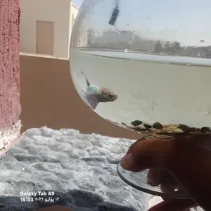 سمك للبيع متوفر