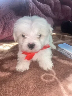 اخر حبه تبارك الله جرو الام مالتيز والاب فرنسي