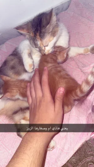 3 قطوسات للتبني ام و صغارها الزوز