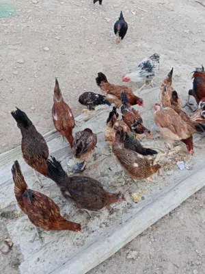 دجاج عرب اصلي للبيع صاحي وخيرمن الله الوصف مهم