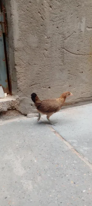 زوج نقي فري كويتي