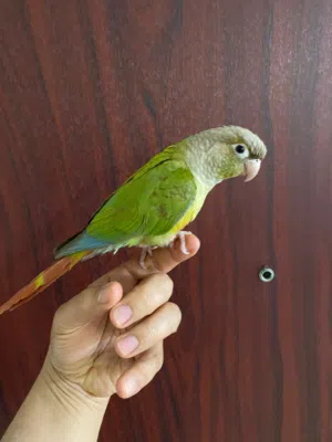 طائر ببغاء من نوع جرين شيك